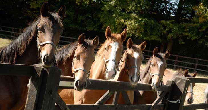 Lanwades Stud