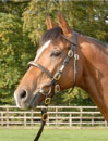 percy